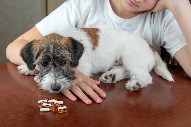 Trauriger kranker Hund will keine Tabletten nehmen. Das Haustier liegt krank in den Armen des Mädchens.
