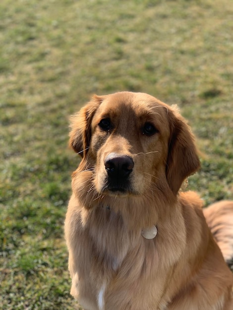 Trauriger roter Hund Golden Retriever ist sehr schön in den Sonnenstrahlen sieht und denkt