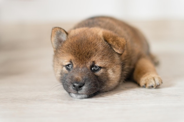 Trauriger und süßer Shiba-Inu-Welpe liegt auf dem Boden Japanischer Shiba-Inu-Hund