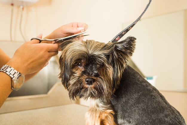 Trauriger und unzufriedener kleiner Hund, der traurig in die Kamera schaut, während er von einem professionellen Groomer gepflegt wird Hund besucht nicht gerne den Pflegesalon