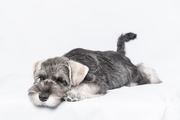 Trauriger weißgrauer Schnauzer-Hund liegt auf einem Kopierbereich auf weißem Hintergrund Trauriger Welpe Zwergschnauzer Schläfriger Welpe