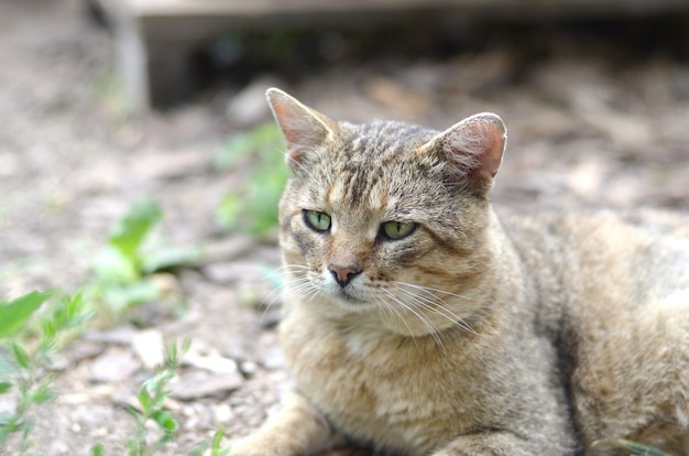 Trauriges Mündungsporträt einer grau gestreiften getigerten Katze mit grünen Augen, selektiver Fokus