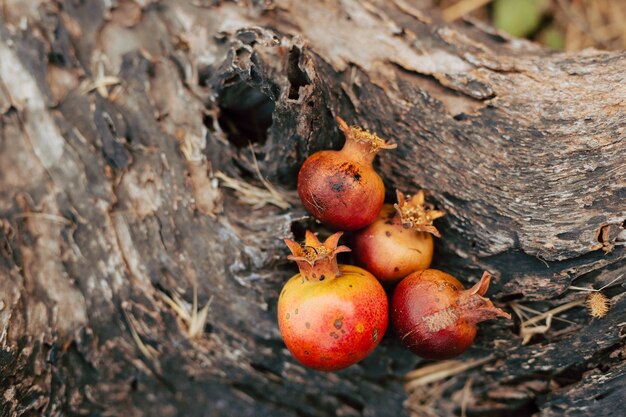 Trauringe auf der Frucht des Granatapfels reifer roter Granatapfel