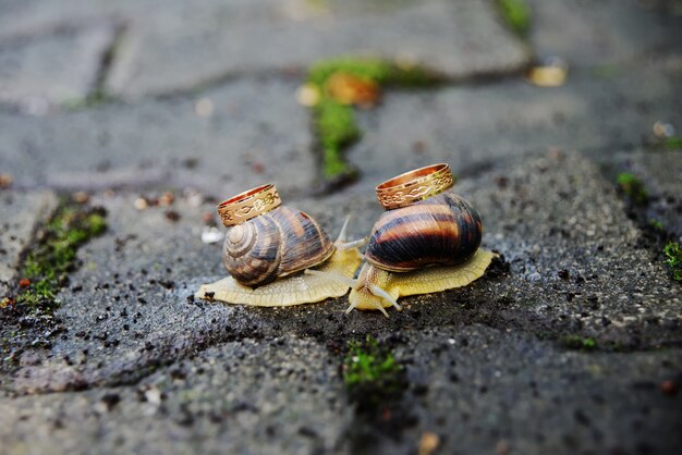 Trauringe auf Schnecken. Schnecken küssen sich.