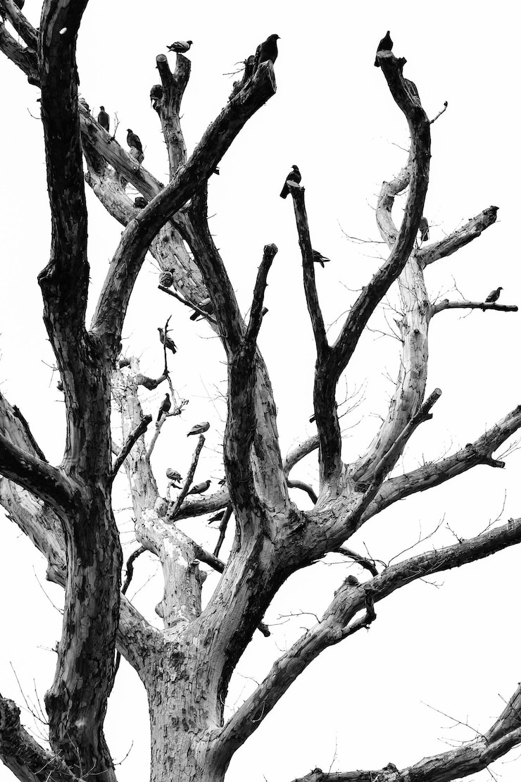 Foto a través de la lente el mundo habla en blanco y negro