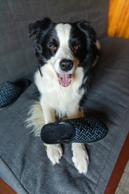 Travieso cachorro juguetón border collie después de una travesura mordiendo una zapatilla tirada en el sofá en casa Perro culpable y sala de estar destruida Dañar el hogar desordenado y el cachorro con una divertida mirada culpable