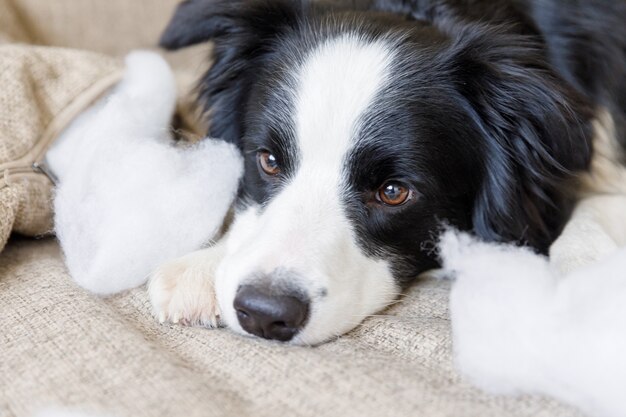 Travieso cachorro juguetón border collie después de travesuras morder la almohada acostado en el sofá en casa