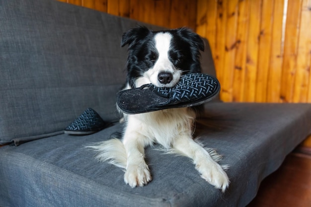 Travieso cachorro juguetón border collie después de travesuras mordiendo zapatilla acostado en el sofá en casa culpable