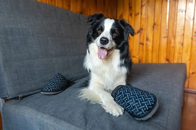 Travieso cachorro juguetón border collie después de travesuras mordiendo zapatilla acostado en el sofá en casa culpable