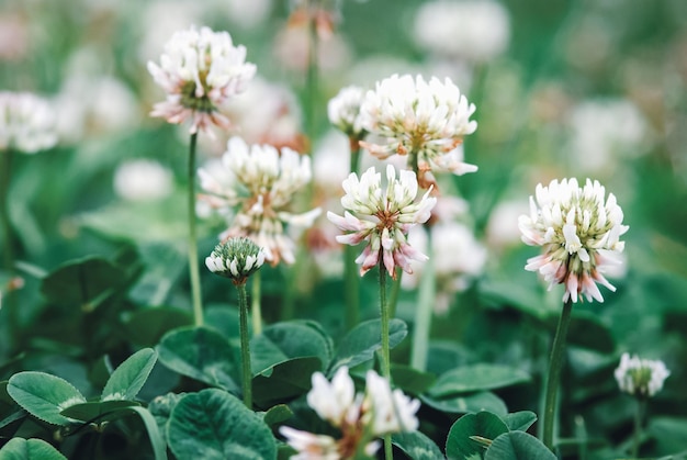 Trébol blanco floración Trifolium repens flores closeup