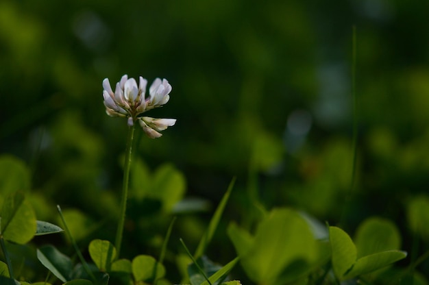 Trébol blanco en la naturaleza pequeña flor blanca en la naturaleza