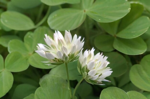 Foto el trébol blanco trifolium repens