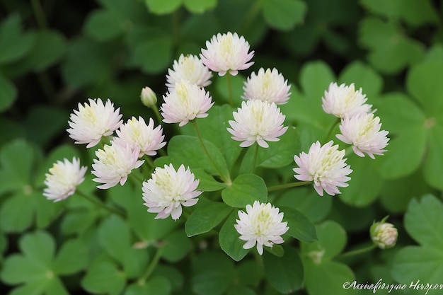 Foto el trébol blanco trifolium repens