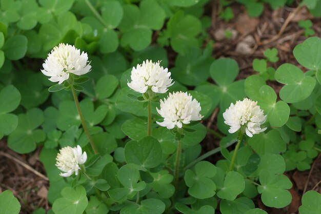 Foto el trébol blanco trifolium repens