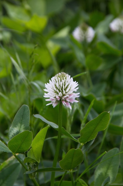 Foto trébol holandés blanco trifolium repens. flor del trébol. trifolium repens l.