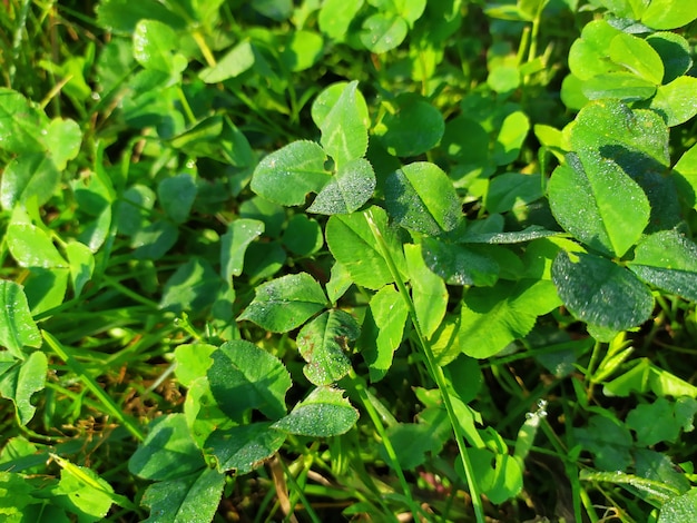 Trébol irlandés afortunado