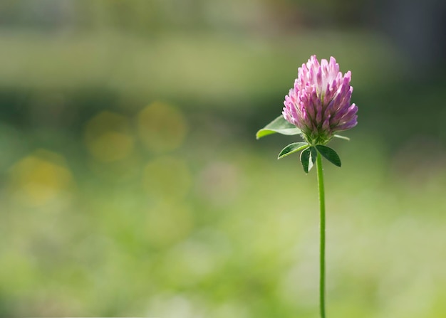 Trébol o Trifolium pratense inflorescencia pradera púrpura flor de trébol