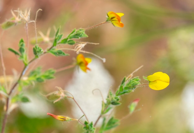 Trébol de pie de pájaro peludo o Lotus Subbiflorus