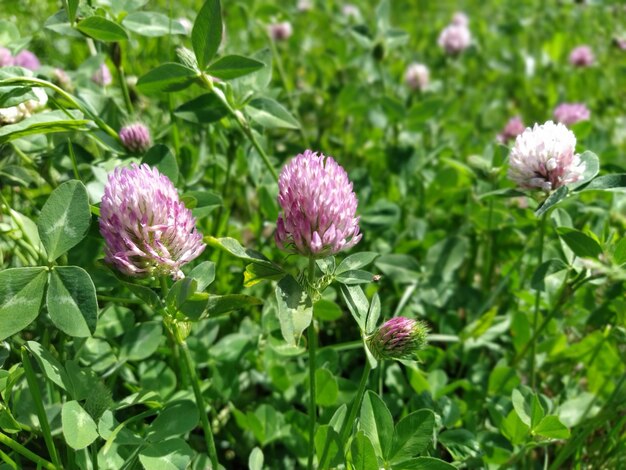 Trébol rosa en el campo Claro del bosque o césped de la ciudad con flores Plantas de campo Plantas de miel Trébol holandés en el campo