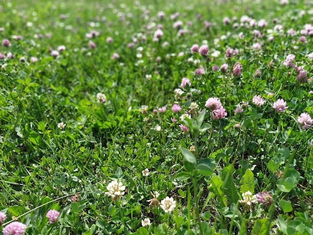 Trébol rosa en el campo Claro del bosque o césped de la ciudad con flores Plantas de campo Plantas de miel Trébol holandés en el campo