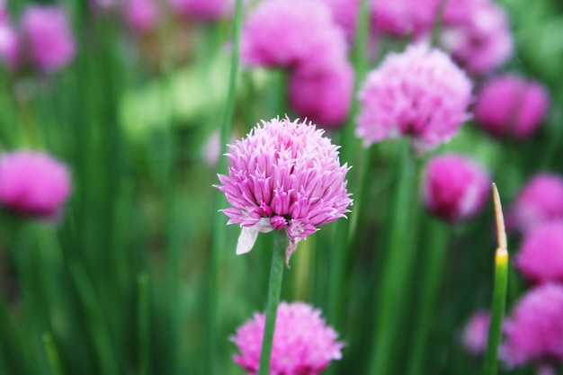 Trébol rosa en el campo