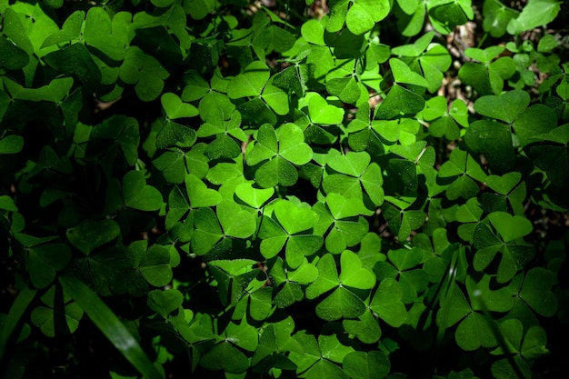 Trébol Trébol Fondo oscuro natural Fondo verde natural Textura de plantas y hierbas Hojas verdes jóvenes frescas oxalis trébol trébol primer plano Hojas de trébol verde para el día de San Patricio