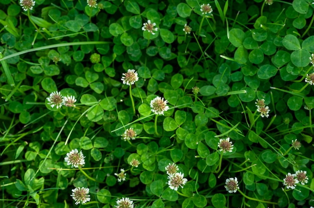 Foto trébol verde con flores blancas. una imagen de un campo de trébol en flor.