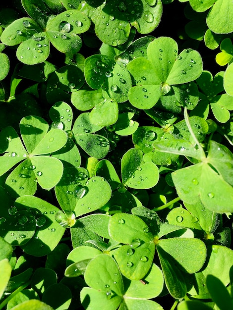 tréboles húmedo lluvia gotas día soleado fotografía