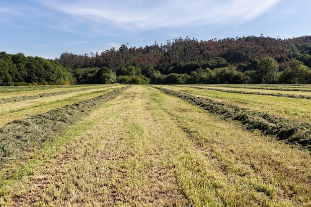 Trechos curvos de grama verde recém-cortada para ensilagem no campo agrícola. Pastagens para alimentação animal
