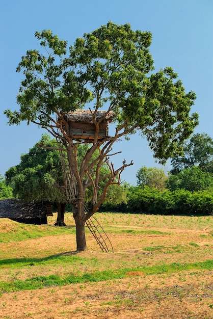 Tree house