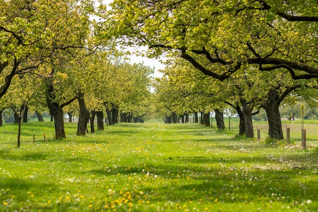 tree-lined path