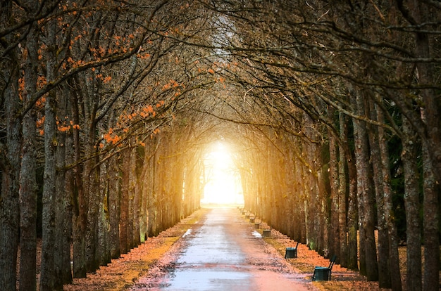 Tree Oaks Tunnel alrededor de la oscuridad, y la luz al final de la primavera del túnel y la carretera.