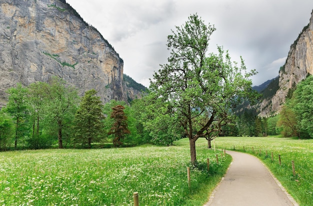 Tree road montañas en el fondo Suiza