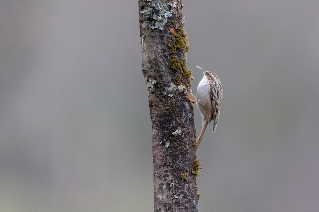 Treecreeper culebrera (Certhia brachydactyla) León, España