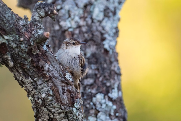 Treecreeper de pés curtos Certhia brachydactyla Avila Espanha