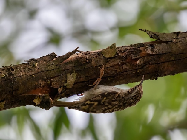 El treecreeper de dedos cortos en un tronco de árbol