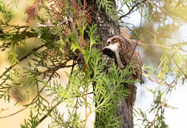 Treecreeper euroasiático Certhia familiaris un pájaro trepar a un árbol en busca de insectos para comer