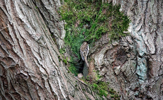 Treecreeper klettert auf einen Baumstamm
