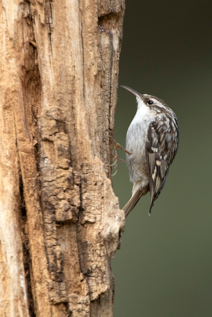 Treecreeper shorttoed en un tronco de roble con las últimas luces del día