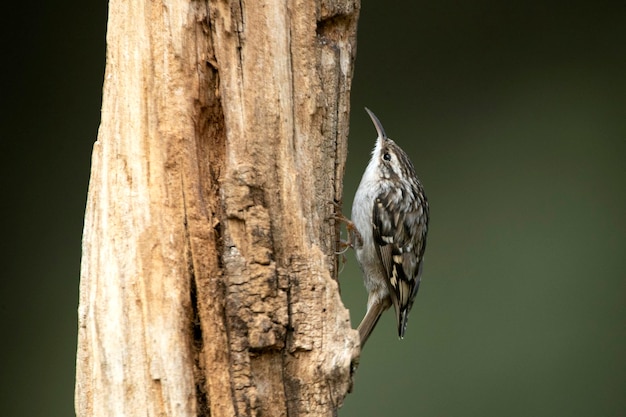 Treecreeper shorttoed en un tronco de roble con las últimas luces del día