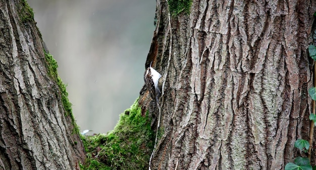 Treecreeper subindo um tronco de árvore