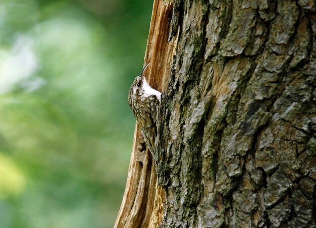 Treecreepers recolectando comida para sus polluelos