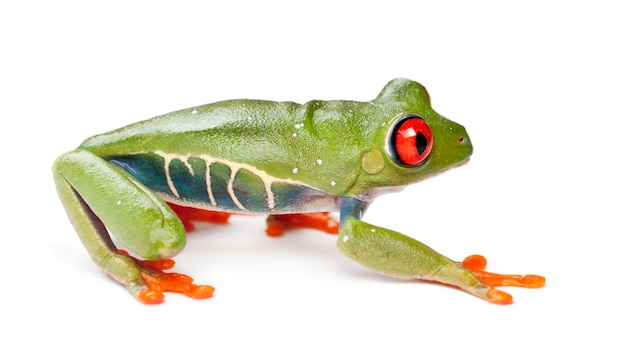 Treefrog de ojos rojos, Agalychnis callidryas, contra el fondo blanco.