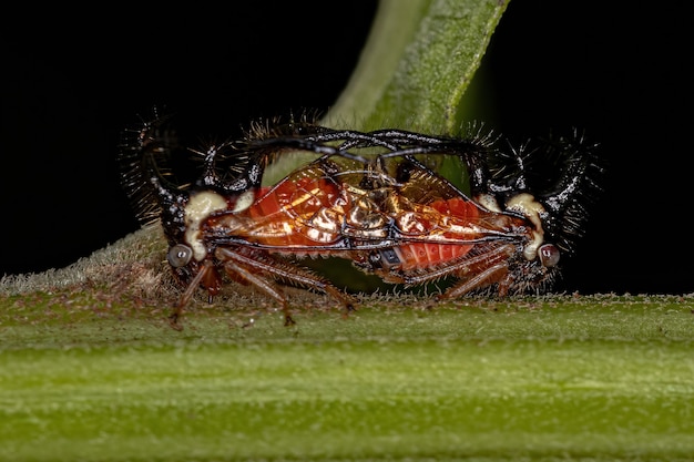 Treehopper adulto da espécie Cyphonia trifida