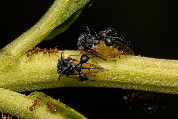 Foto treehopper adulto imitando formigas