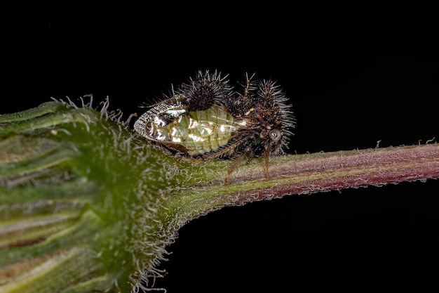 Treehopper adulto imitando formigas