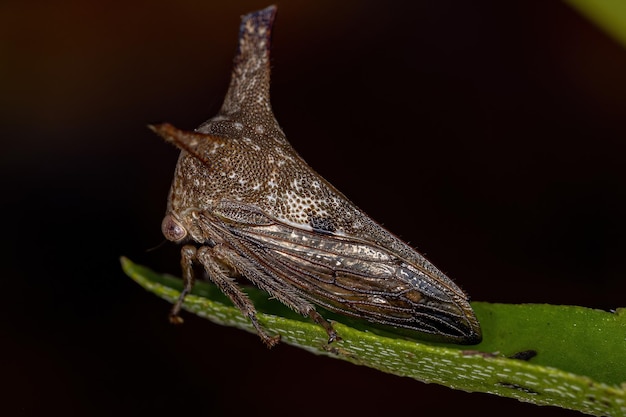 Treehopper adulto típico da família Membracidae