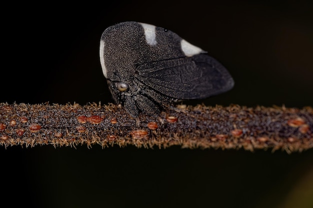 Treehopper blanco y negro adulto de la especie Membracis