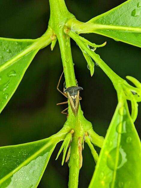 Foto treehopper descansando em um galho verde