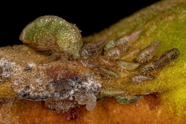 Treehopper típico adulto da família Membracidae com ninfas